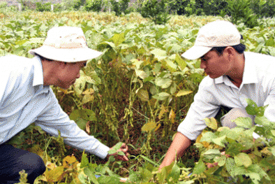 Cây trồng biến đổi gen - “Chìa khóa” đảm bảo an ninh lương thực